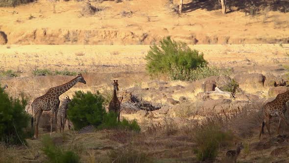 Giraffe in Kruger National park, South Africa