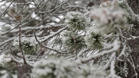 Smooth traveling through the branches of a pine tree while it snows in a forest. Focus shifts branch