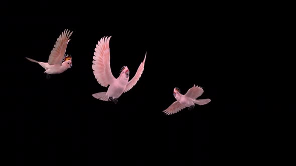 4 Pink Parrots - Mitchell's Cockatoo - Flying Transition - Alpha Channel