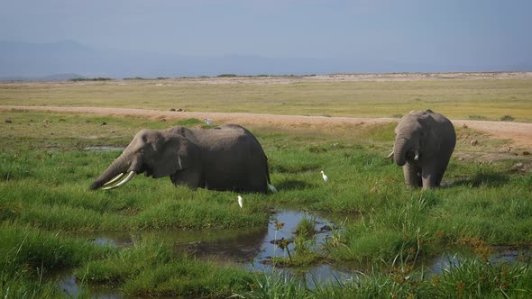 Wild African Big Elephants Grazing Grass Standing In The Swamp In Savannah