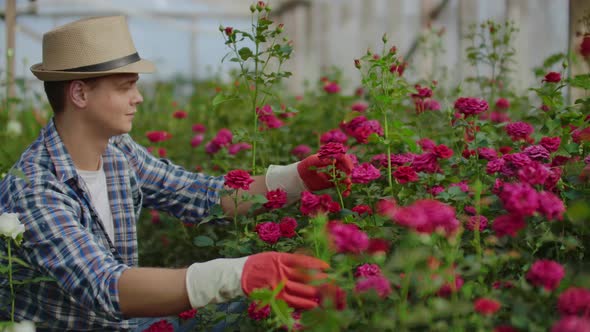 Greenhouse with Growing Roses Inside Which A Male Gardener in a Hat Inspects Flower Buds and Petals