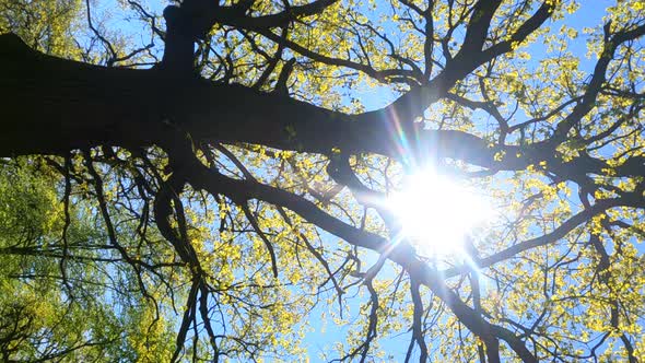 Vertical Video of the Forest in the Spring on a Sunny Day