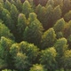 Aerial View Of Autumn Forest - VideoHive Item for Sale