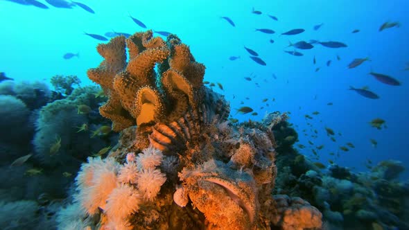 Underwater Sea Scorpion-Fish