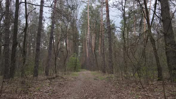 Aerial View of the Road Inside the Forest