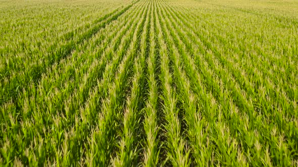 Cornfield on a Summer Day