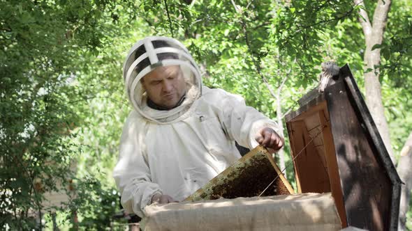 Beekeeper in a protective suit works with honeycombs.