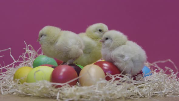 Little Chickens Playing on Colorful Easter Eggs. Pink Background. Fluffy Chicks