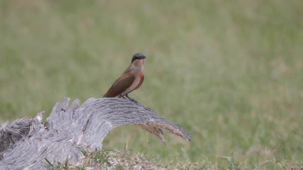 Bee-eater on a tree trunk