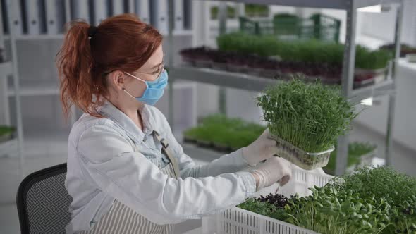 Business in Quarantine Charming Female Farmer Wearing Medical Mask Takes Container with Micro Green