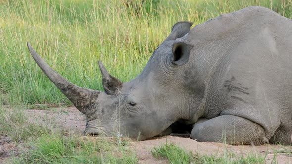 Close-Up Of A White Rhinoceros Resting