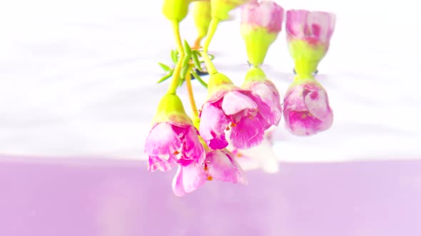 Beautiful Pink Flower Buds That Twist Around Themselves in Crystal Clear Water