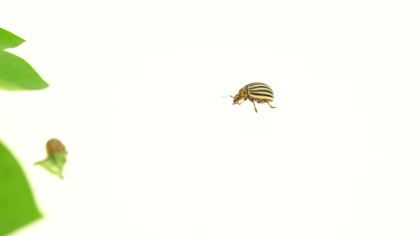 Colorado Beetle Runs To a Bush of Potatoes on a White Background