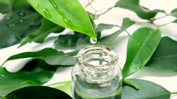 Tea Tree Essential Oil in Small Bottles