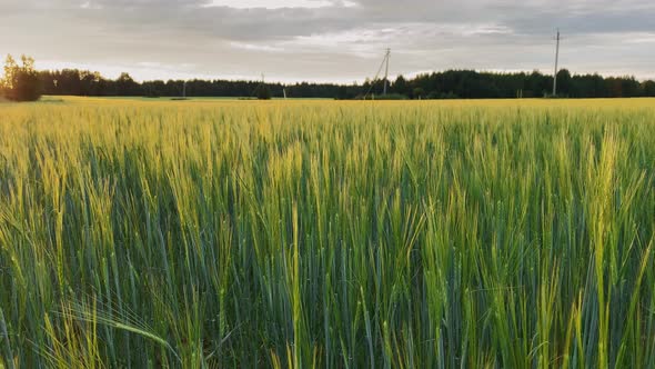 Amazing Sunset in the Field