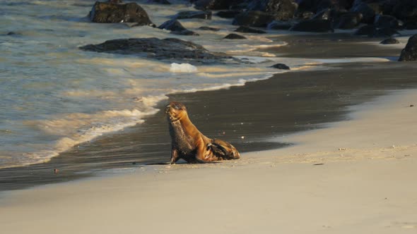 baby sea lion on a beach at isla santa fe in the galapagos