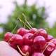 Closeup Dolly Slider Shot of Ripe and Red Wild Cherries in the Hands - VideoHive Item for Sale