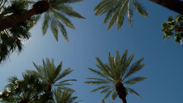 Driving under rows of palm trees