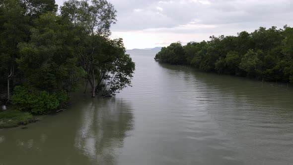 Move over river grow with mangrove tree