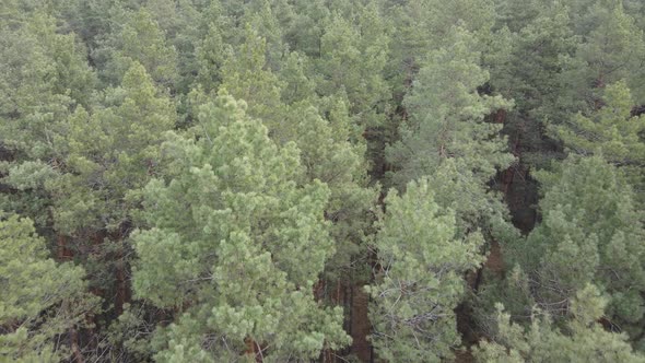 Trees in a Pine Forest During the Day Aerial View