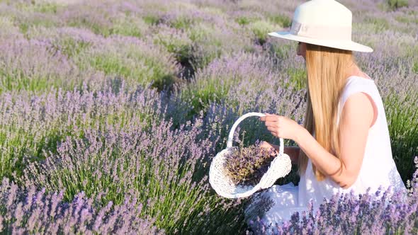 Beautiful Young Woman Harvesting Lavender