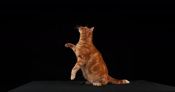 Red Tabby Domestic Cat, Adult Leaping against Black Background, Slow motion 4K