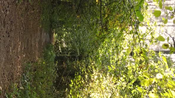 Vertical Video of an Autumn Forest During the Day in Ukraine