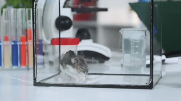 Close-up of Chemical Hamster in a Glass Container in Modern Laboratory