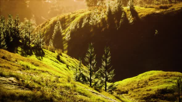 Green Trees in Canyon at Sunset with Fog