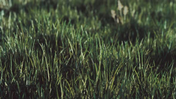 Close Up of Fresh Thick Grass in the Early Morning