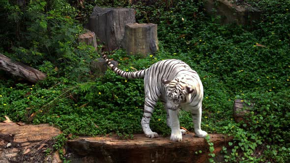 white bengal tiger walking in the forest