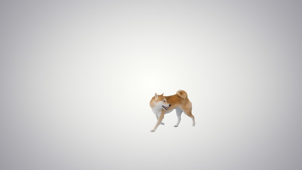 Happy shiba inu walking and thinking where to go on gradient