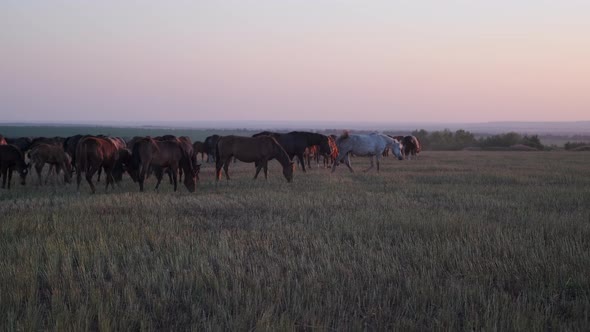 Group of Horses Grazing on Green Field