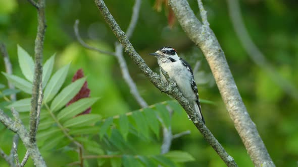 Downy Woodpecker pecking a wooden stick with a natural green blurred background