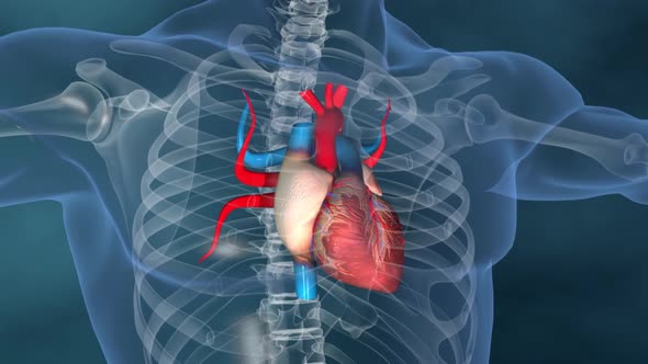 Human heart, realistic anatomy 3d model of human heart on the monitor