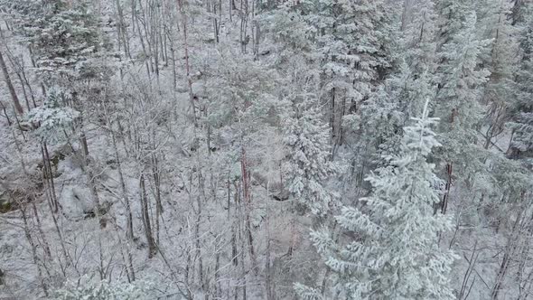 Aerial View of Forest Covered Wirt Snow