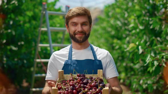 Agribusiness Owner Show Cherry Box Healthy Food in Fruit Orchard Plantation