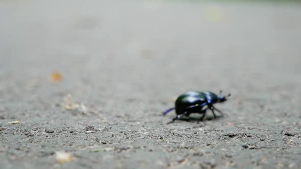 Bung beetle on asphalt in forest. Static close up shot.