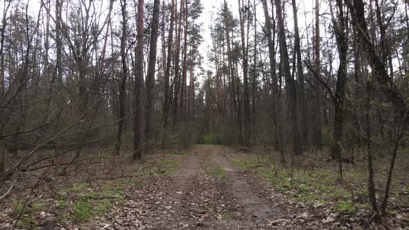 Aerial View of the Road Inside the Forest