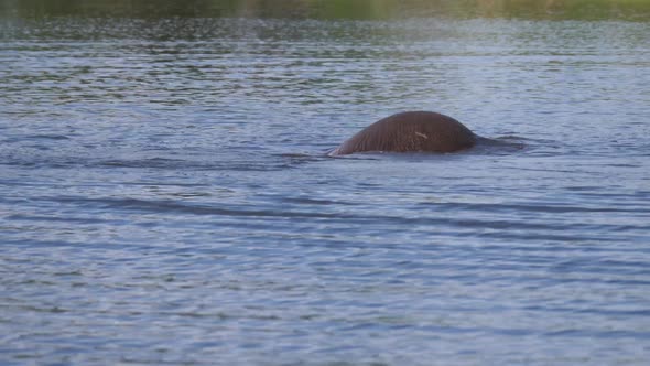 Elephant enjoys a good natural bathing in a lake 
