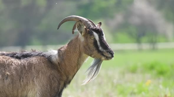Domestic Milk Goat with Long Beard and Horns Grazing on Green Farm Pasture on Summer Day