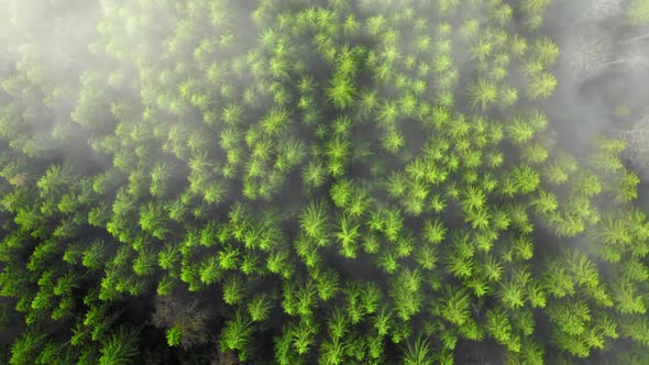 Aerial Flight Over the Foggy Mountain Forest