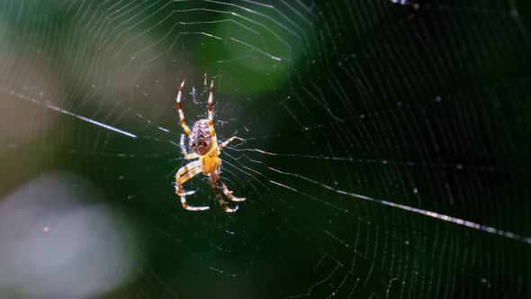 Spider Araneus Closeup on a Web Against a Background of Green Nature