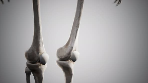 Full Human Skeleton Standing alt