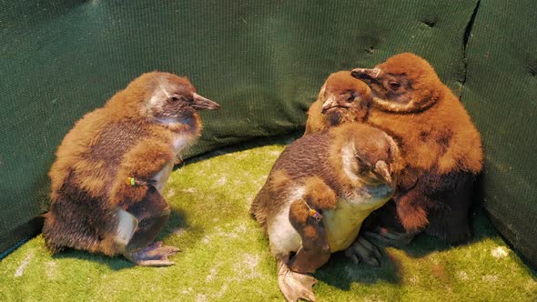 Rescued African penguin chicks huddle together under heated lamp at rehab centre, Gansbaai, South Af