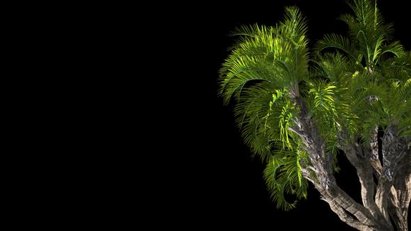 Variety Of Palm Trees alt