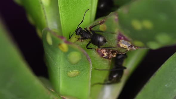 Closeup of two black ants (Lasius niger) feed from a succulent plant