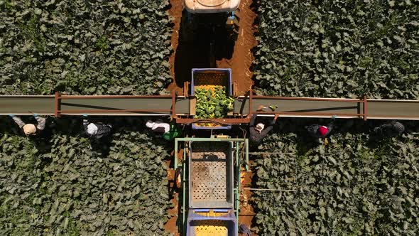 Field workers picking and loading Broccoli onto a conveyor belt