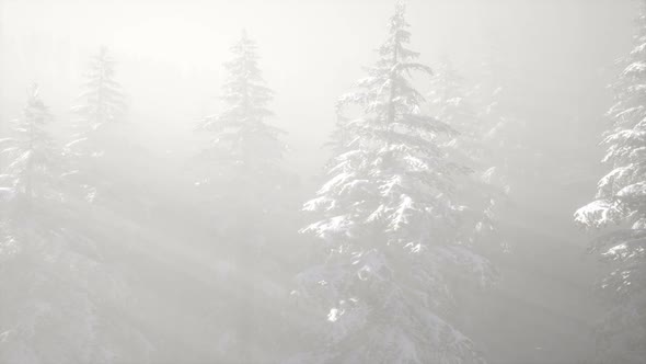 Misty Fog in Pine Forest on Mountain Slopes alt