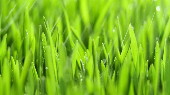 Fresh Green Grass with Rain Drops Field of Young Wheat Rye Closeup Nature Macro